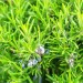 Rosemary - Image 2